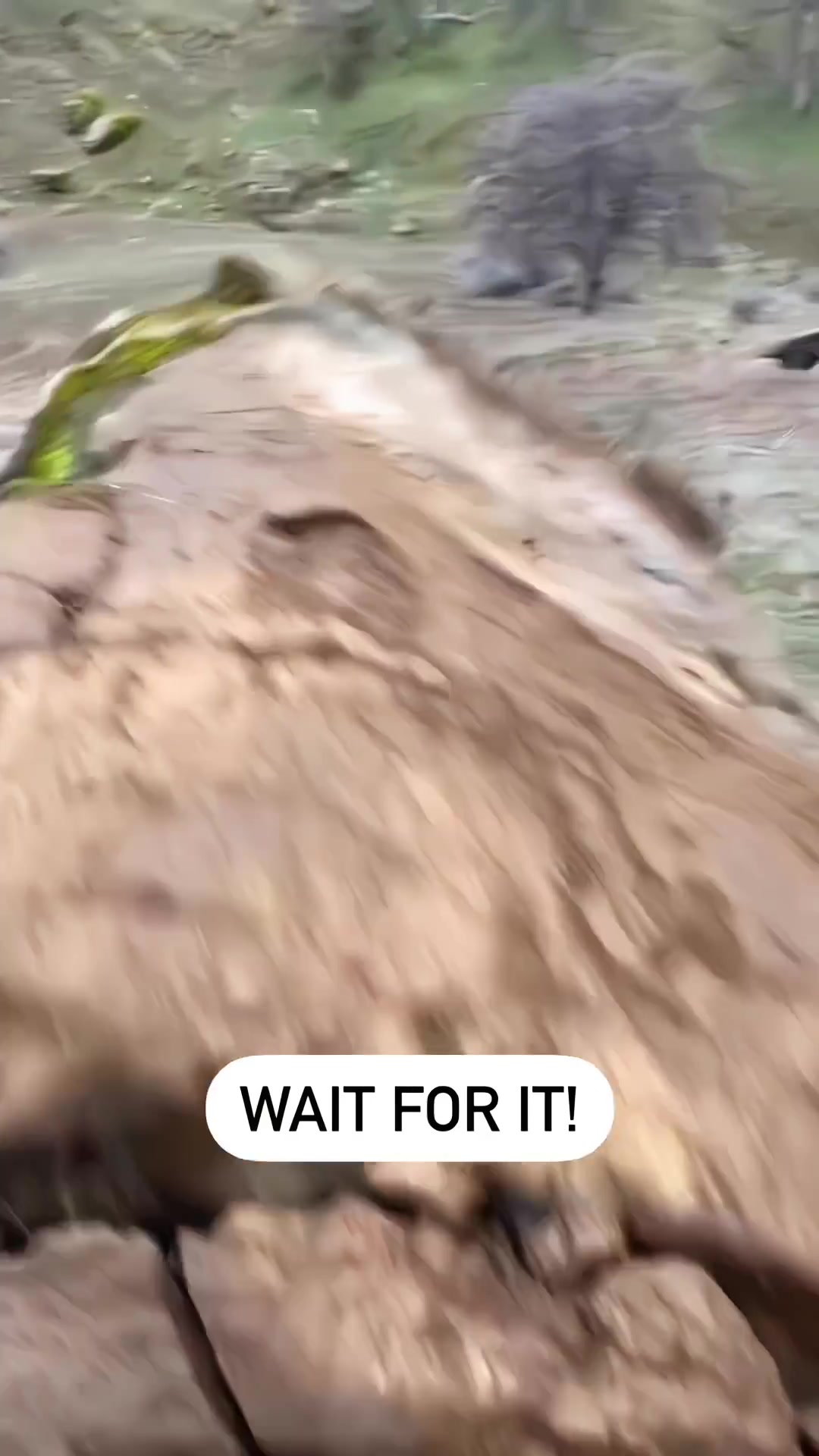 树:人在家中躺,祸从天上来!!