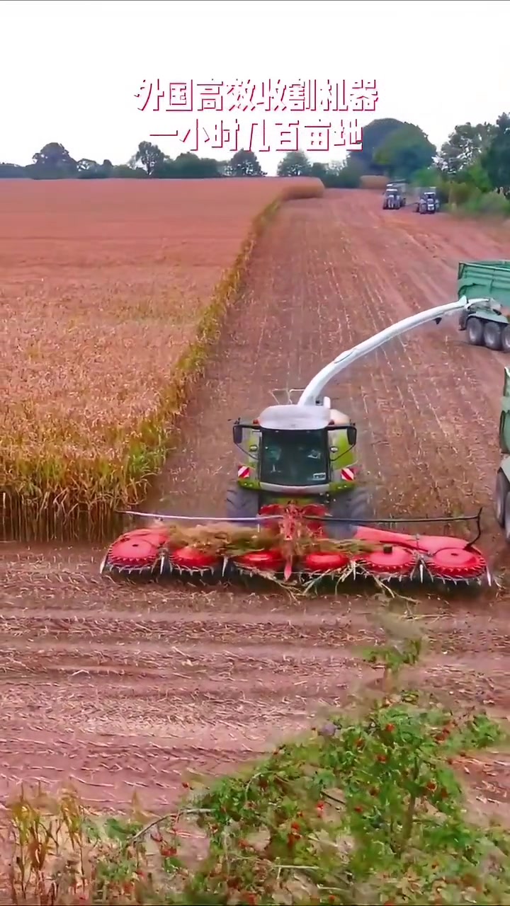 这收割机器高效,一小时几百亩地!!
