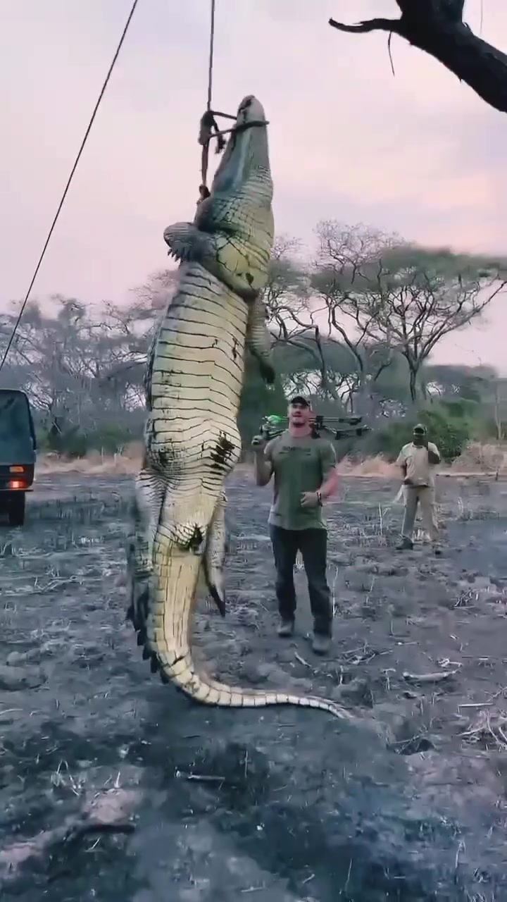 吊机吊起一条巨大的鳄鱼!生前经历了啥,死后又去往哪
