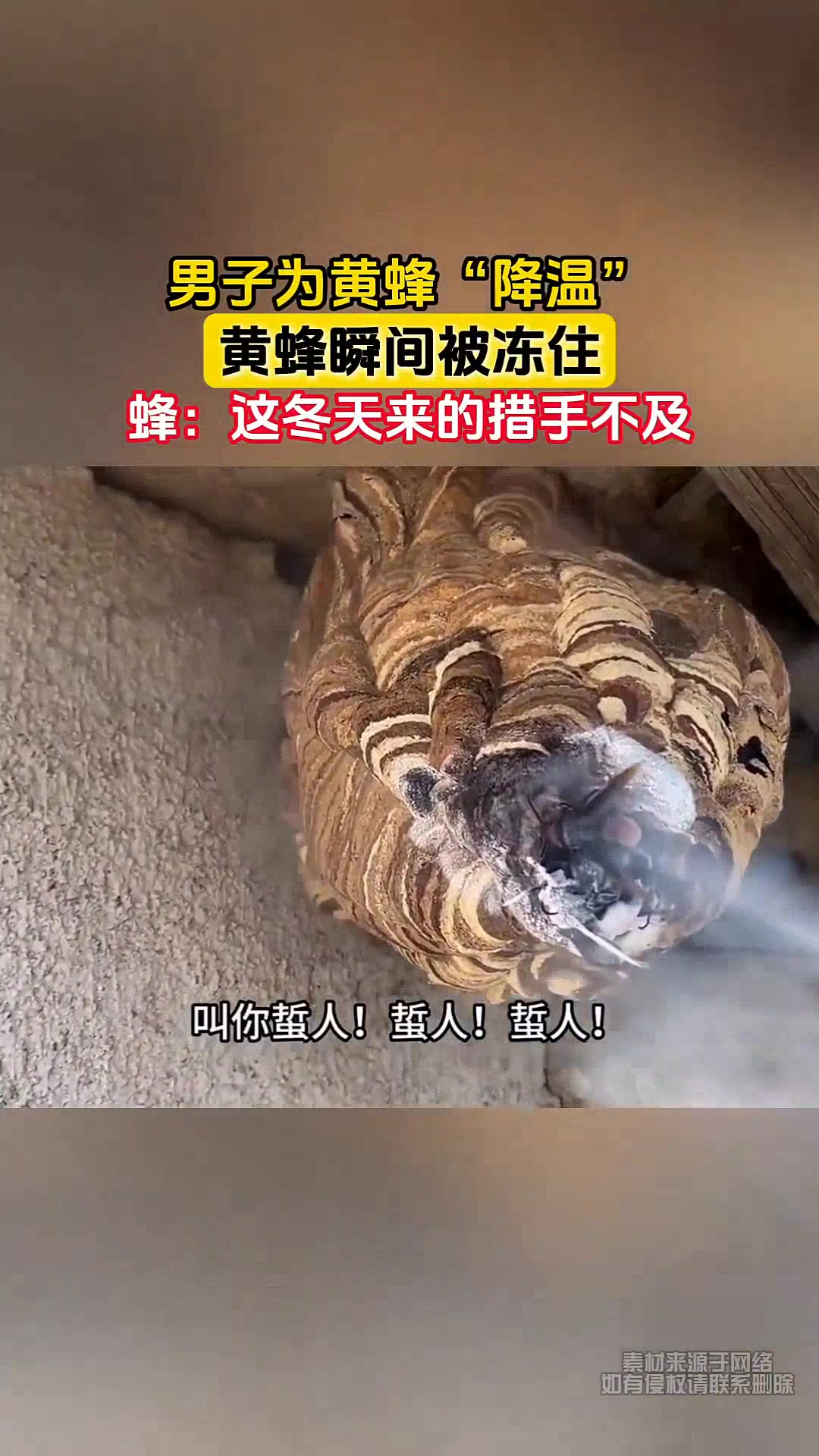 直接冻成冰雕!男子用液氮喷黄蜂窝,黄蜂瞬间被冻住!