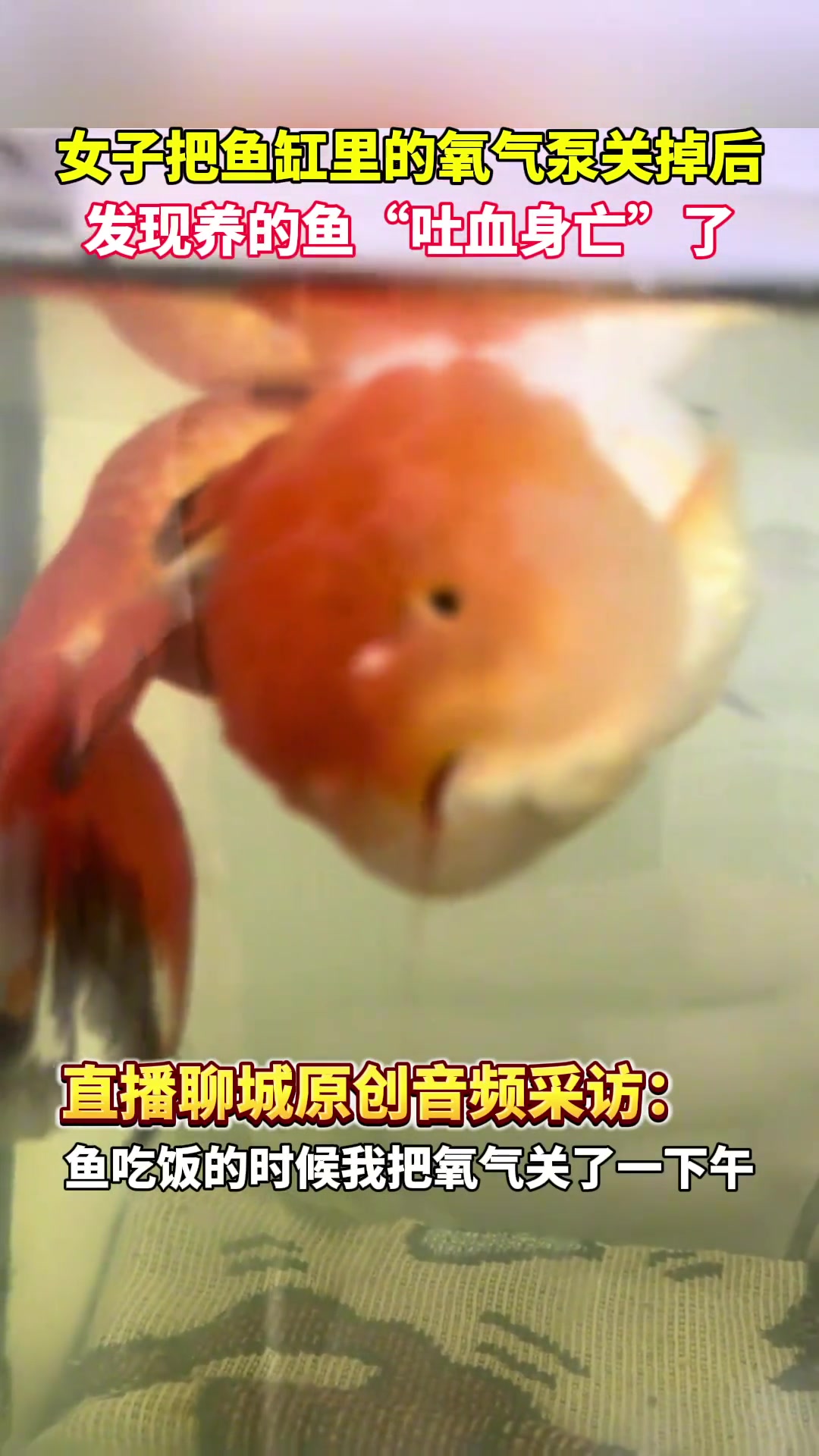 女子把鱼缸里的氧气泵关掉后发现养的鱼竟“吐血身亡”了