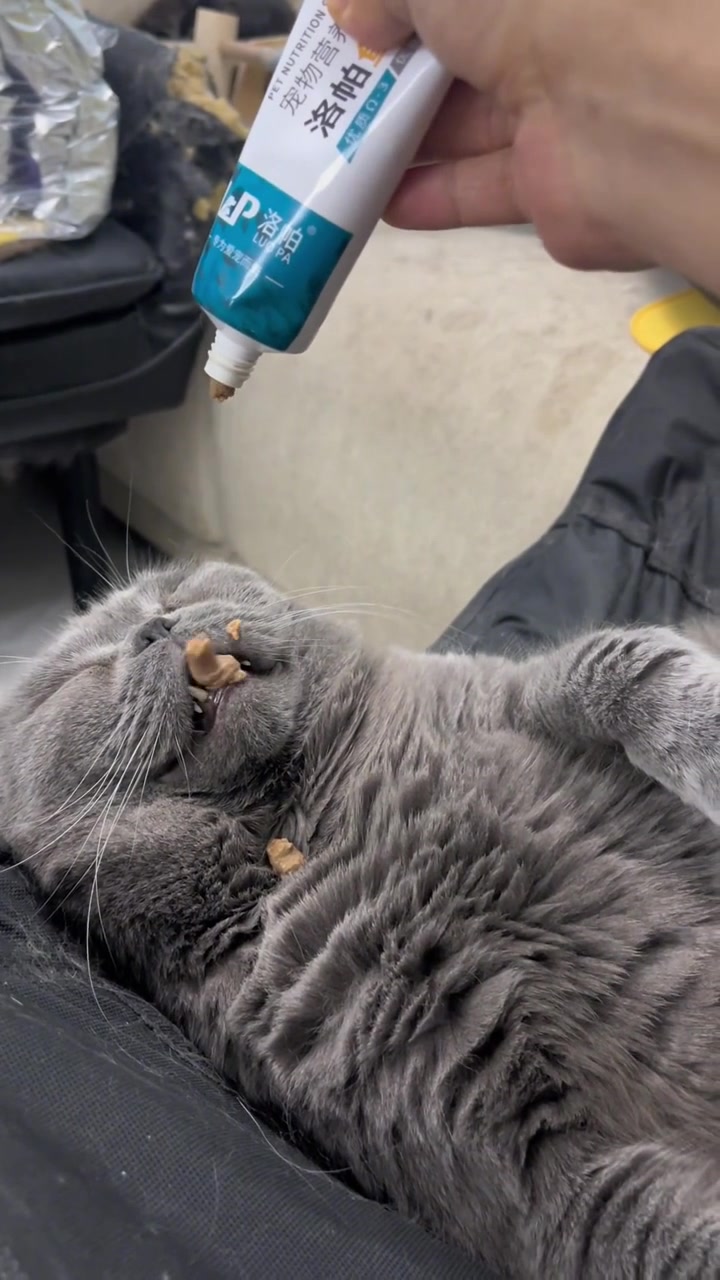 猫:原来天上真的会掉馅饼!