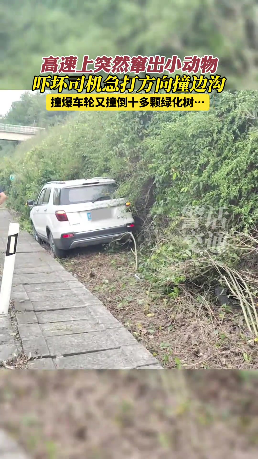 为了避让小动物汽车撞坏绿化!
