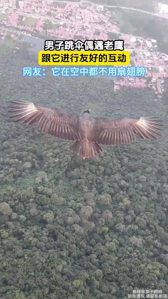 男子跳伞偶遇老鹰,跟它进行友好的互动!