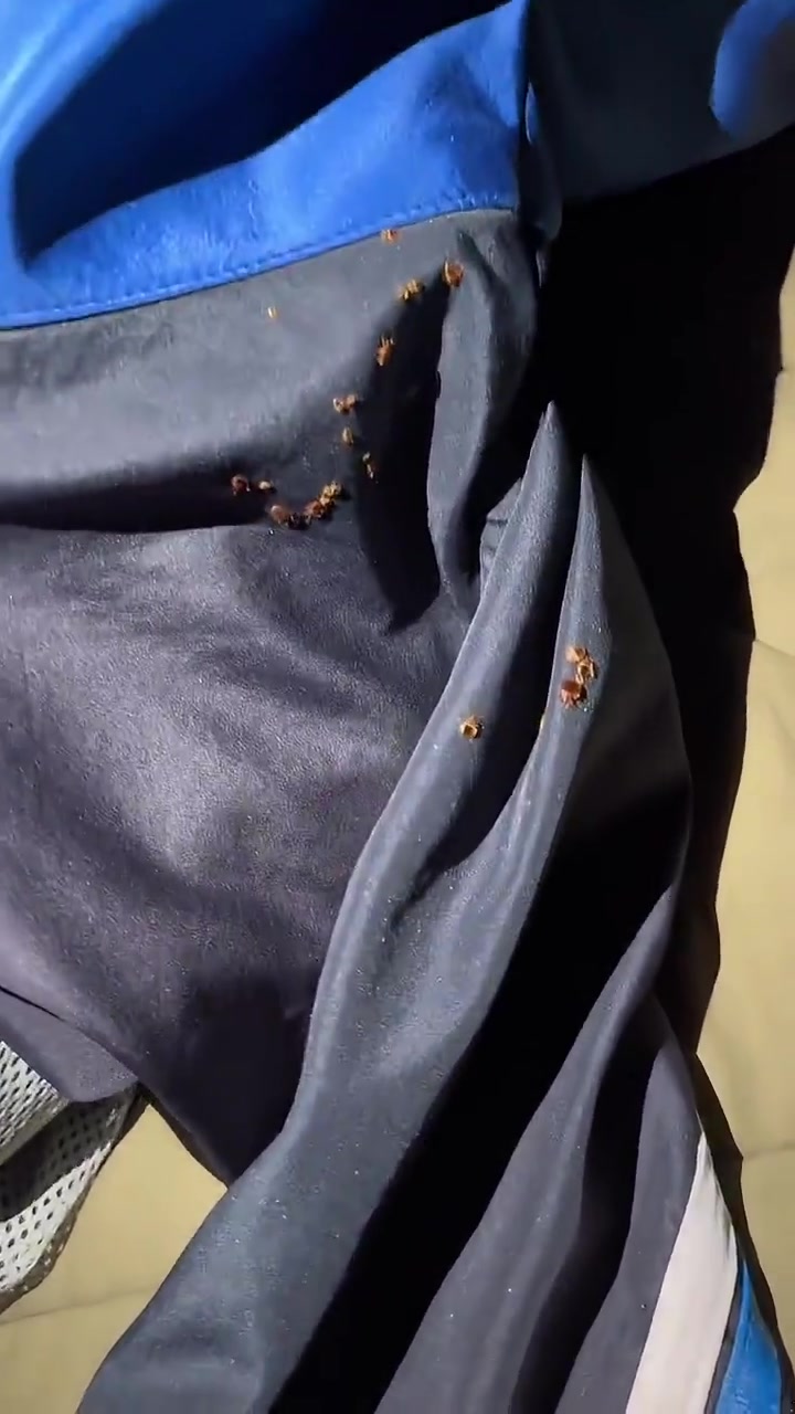 中招了!这是臭虫吗