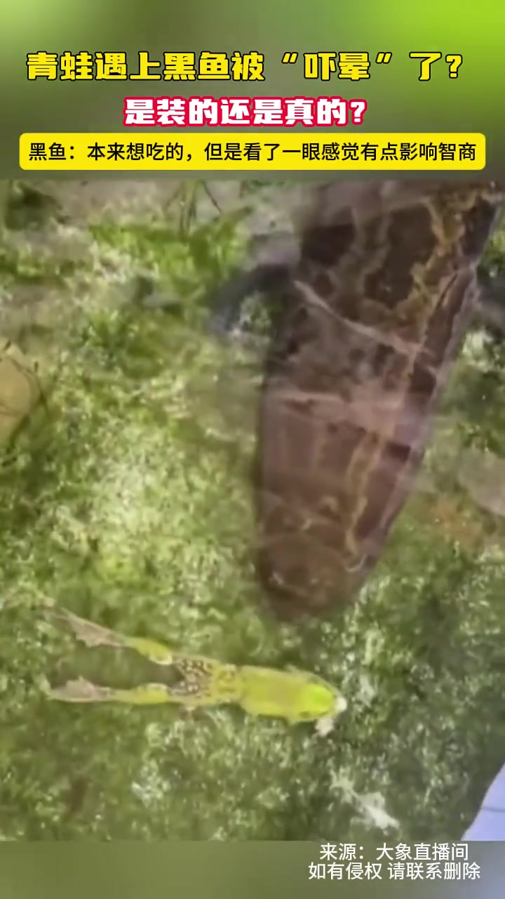 青蛙遇上黑鱼被“吓晕”了是装的还是真的