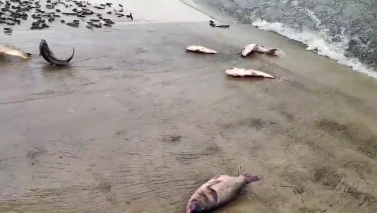 有点怀疑!放生的组织者跟卖鱼的到底是什么关系