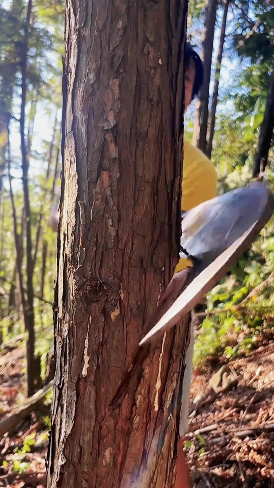 这是什么刀啊这么粗的树轻而易举的砍断!