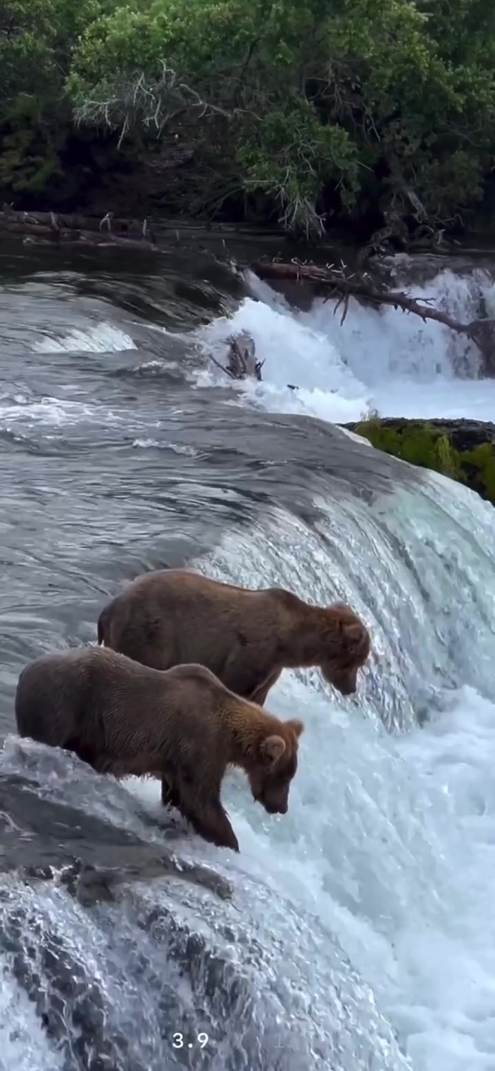 鲤鱼跃龙门棕熊自助餐!