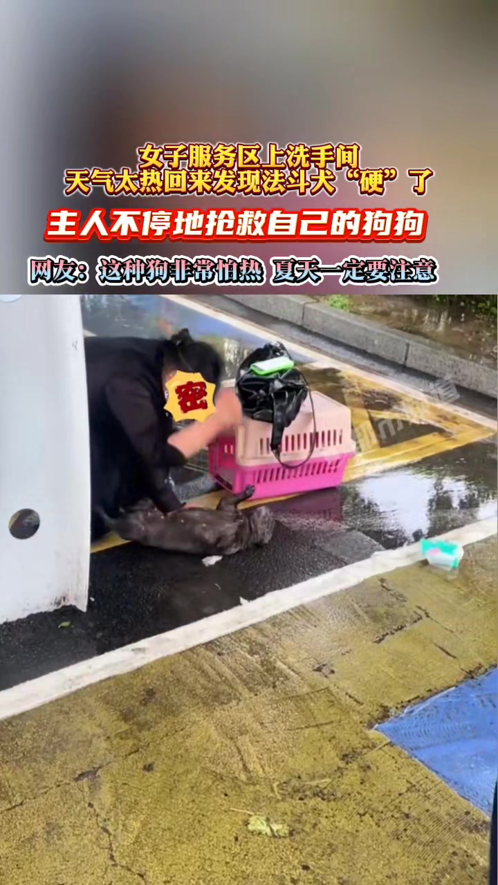 女子服务区上洗手间,天气太热回来发现法斗犬“硬”了