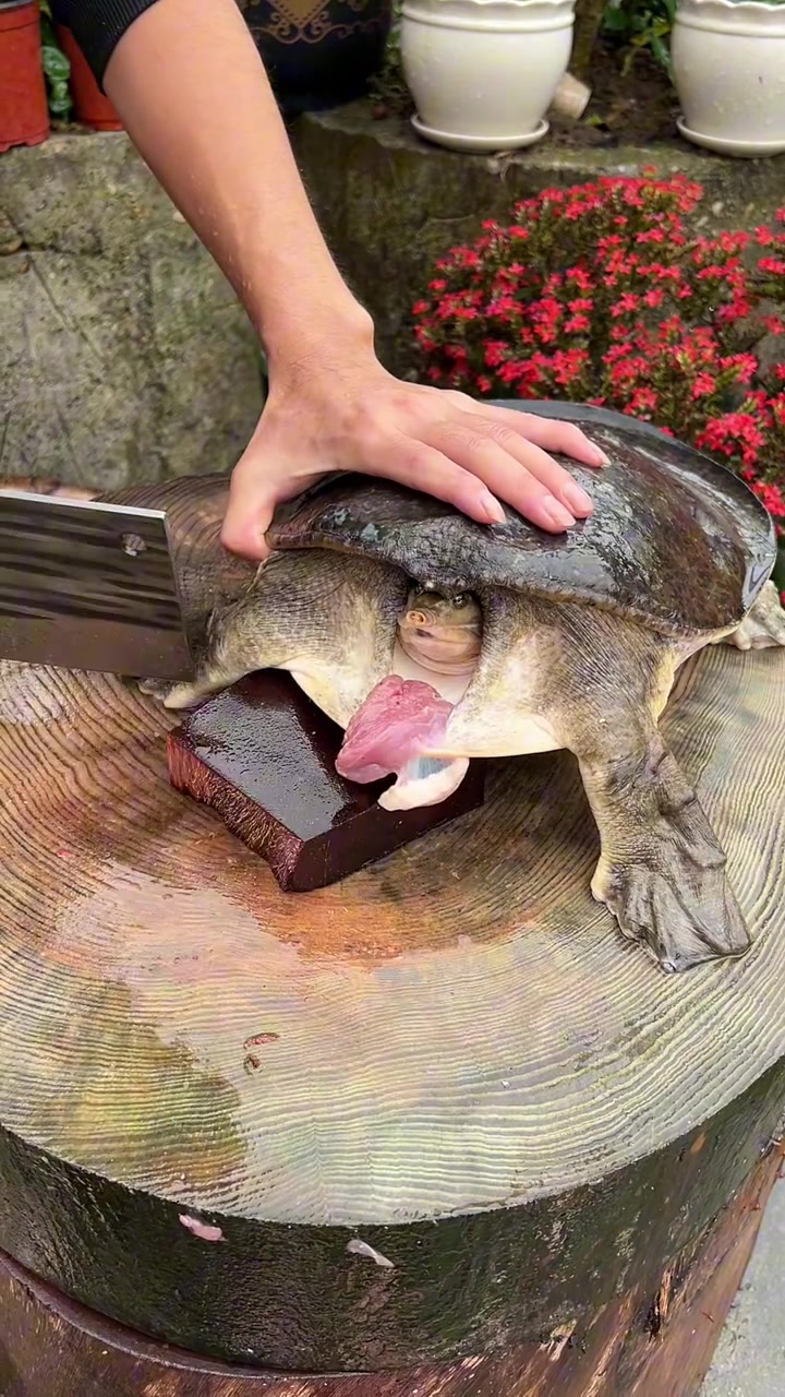 这菜刀什么水平鳖都要吓死了!