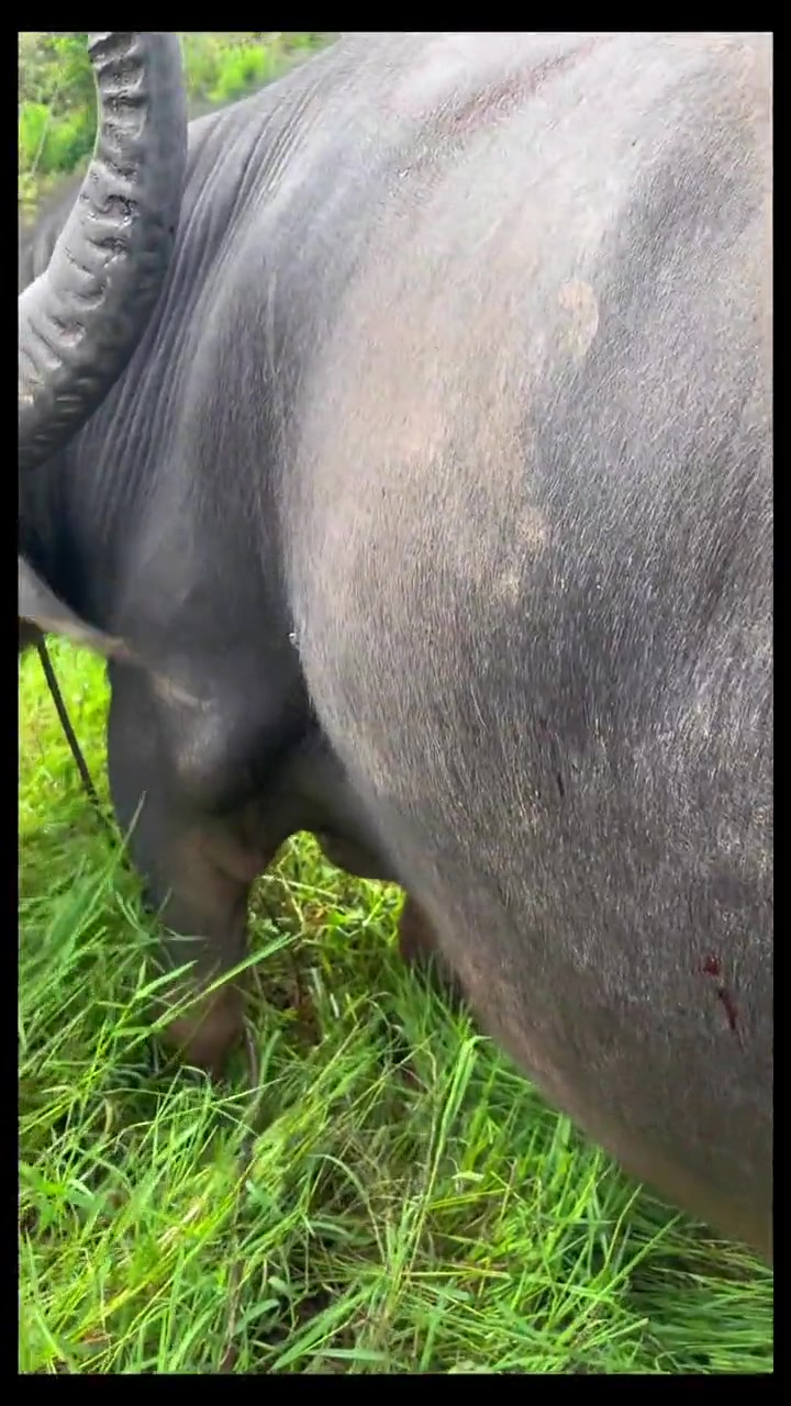 和吸血鬼一样!大家放牛的时候有打过牛虻吗