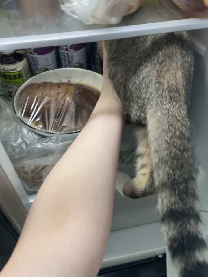 猫疯了,主人也疯了!