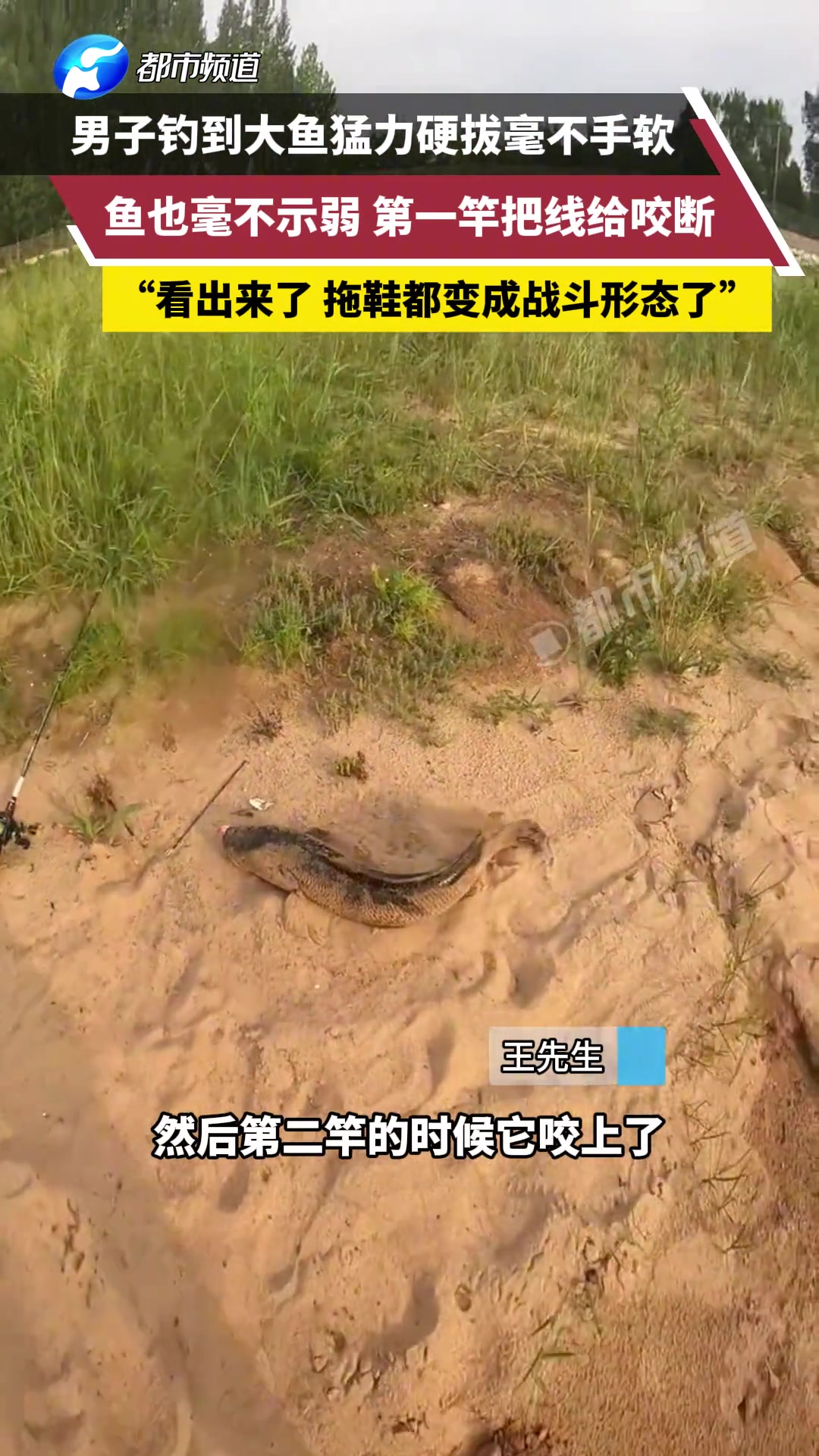 第一竿把线给咬断!男子钓到大鱼猛力硬拔毫不手软,鱼也毫不示弱