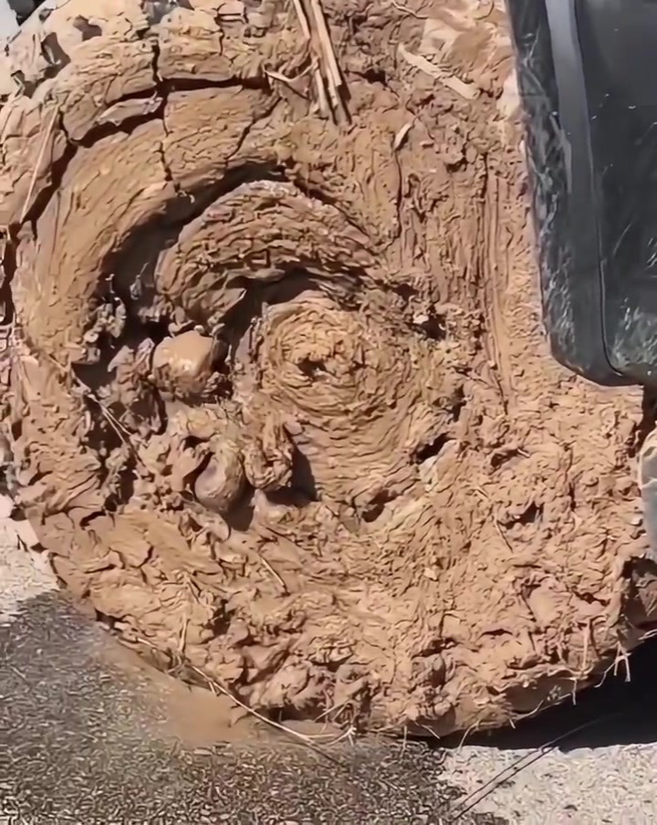 我看了五秒才发现藏的是什么!