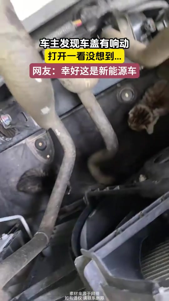 幸好是新能源车!车主发现车盖有响动,结果庆幸自己买的是电车!