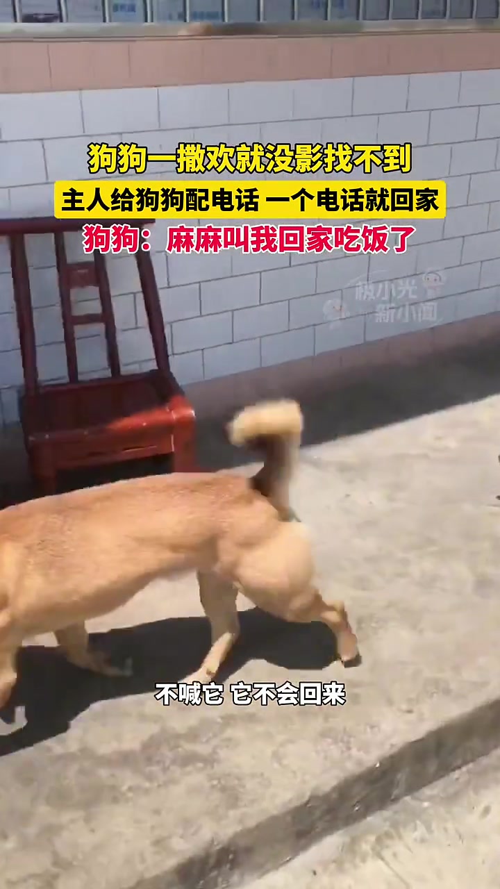 这年头连狗都配电话了吗