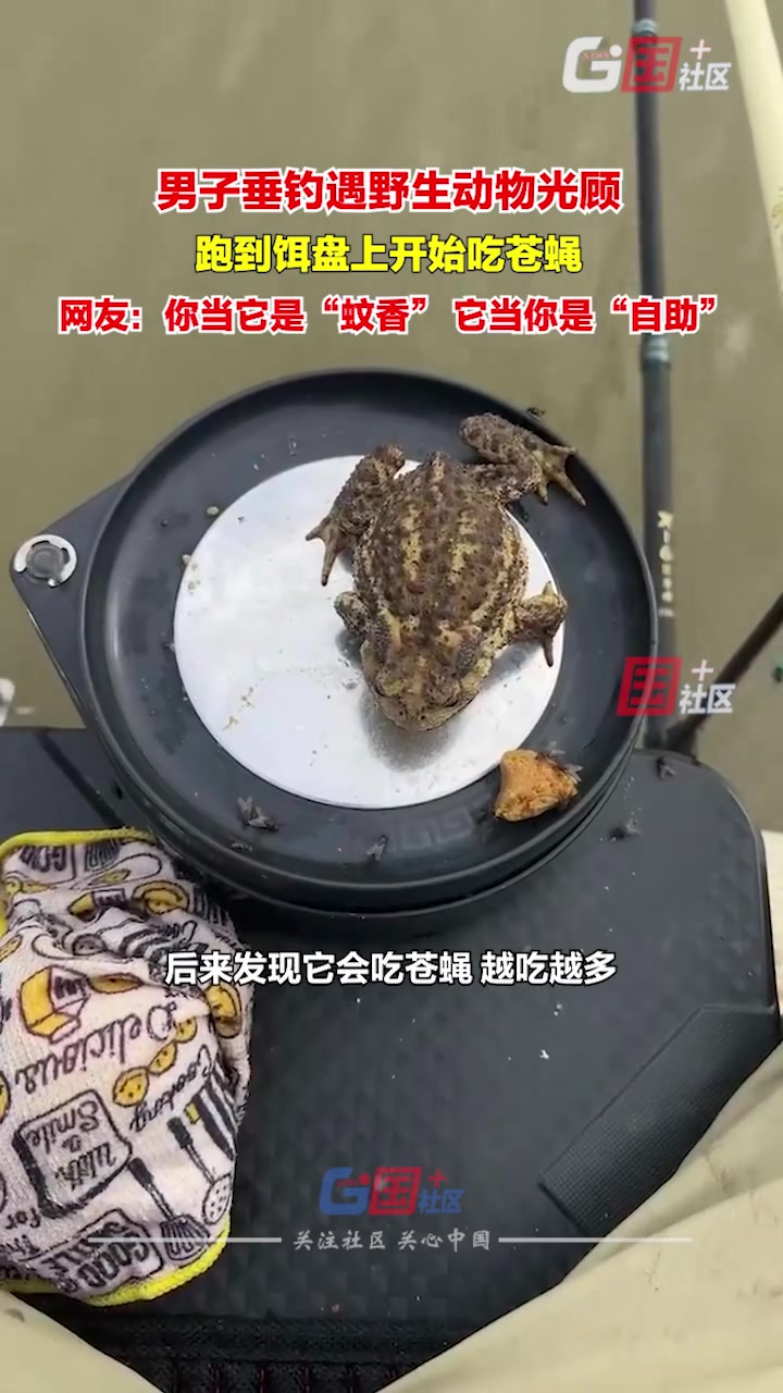 男子野外垂钓蛤蟆主动跑来吃自助!