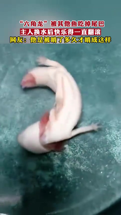 这是在练习死亡翻滚吗“六角龙”被其他鱼吃掉尾巴