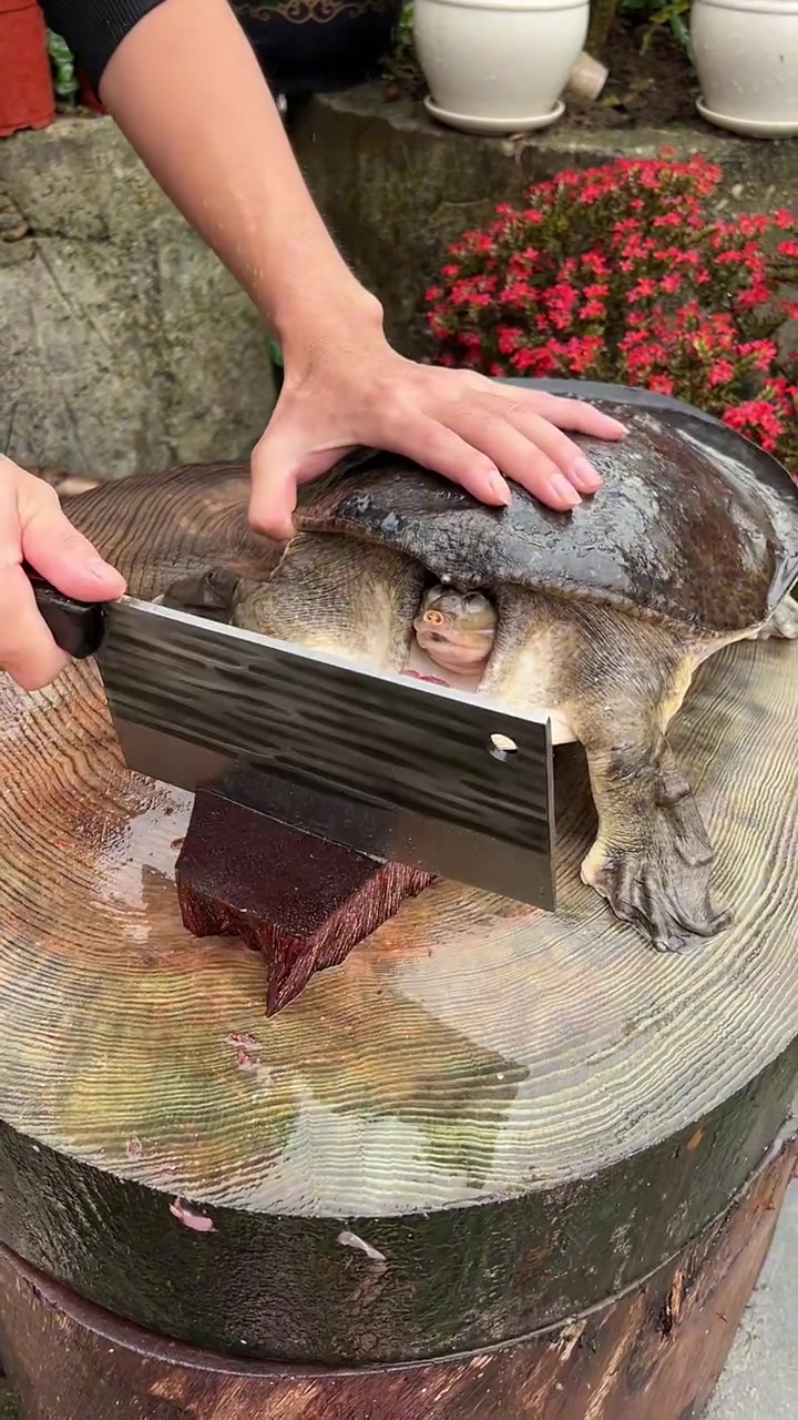 给我鳖哥吓得头都缩到肚子里了!