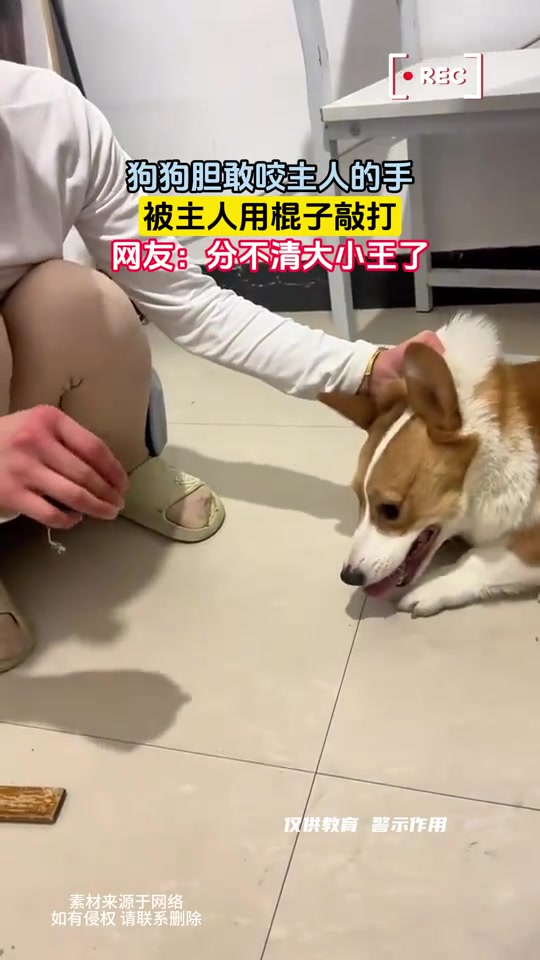 狗狗应激咬主人手,被主人用戒尺教训