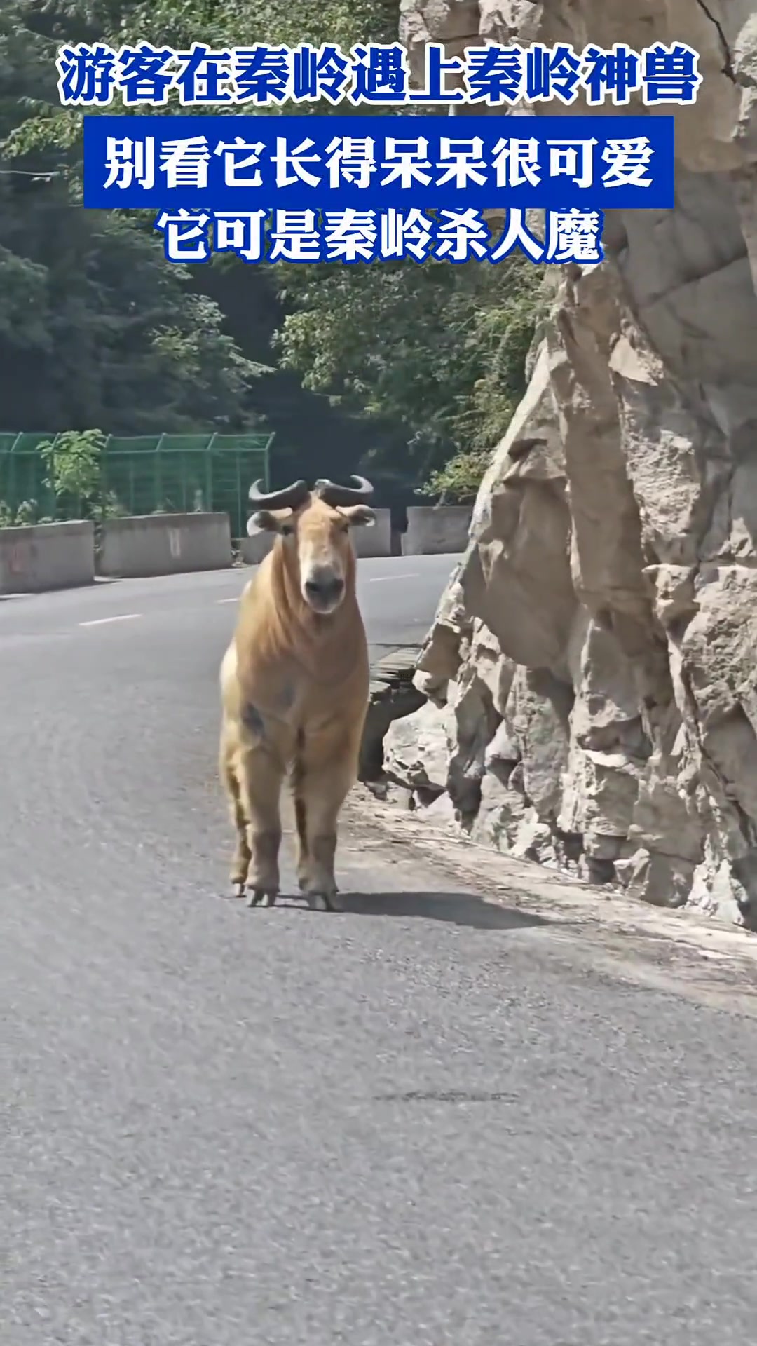 游客在秦岭遇上秦岭神兽