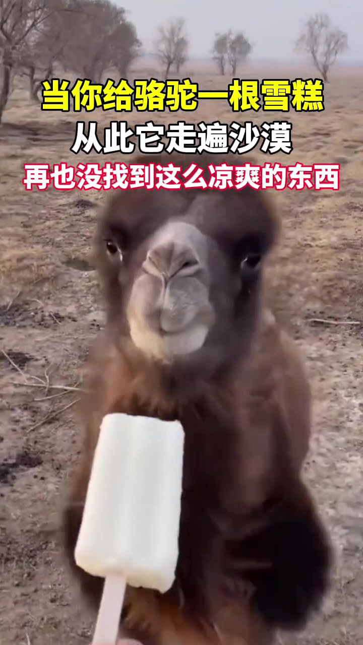 这头骆驼走遍了沙漠也没找到这么冰凉的东西了