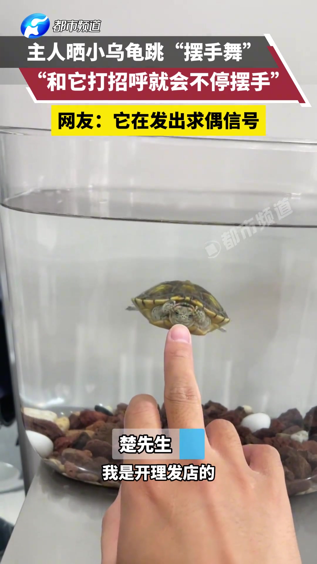 主人晒小乌龟的“摆手舞”