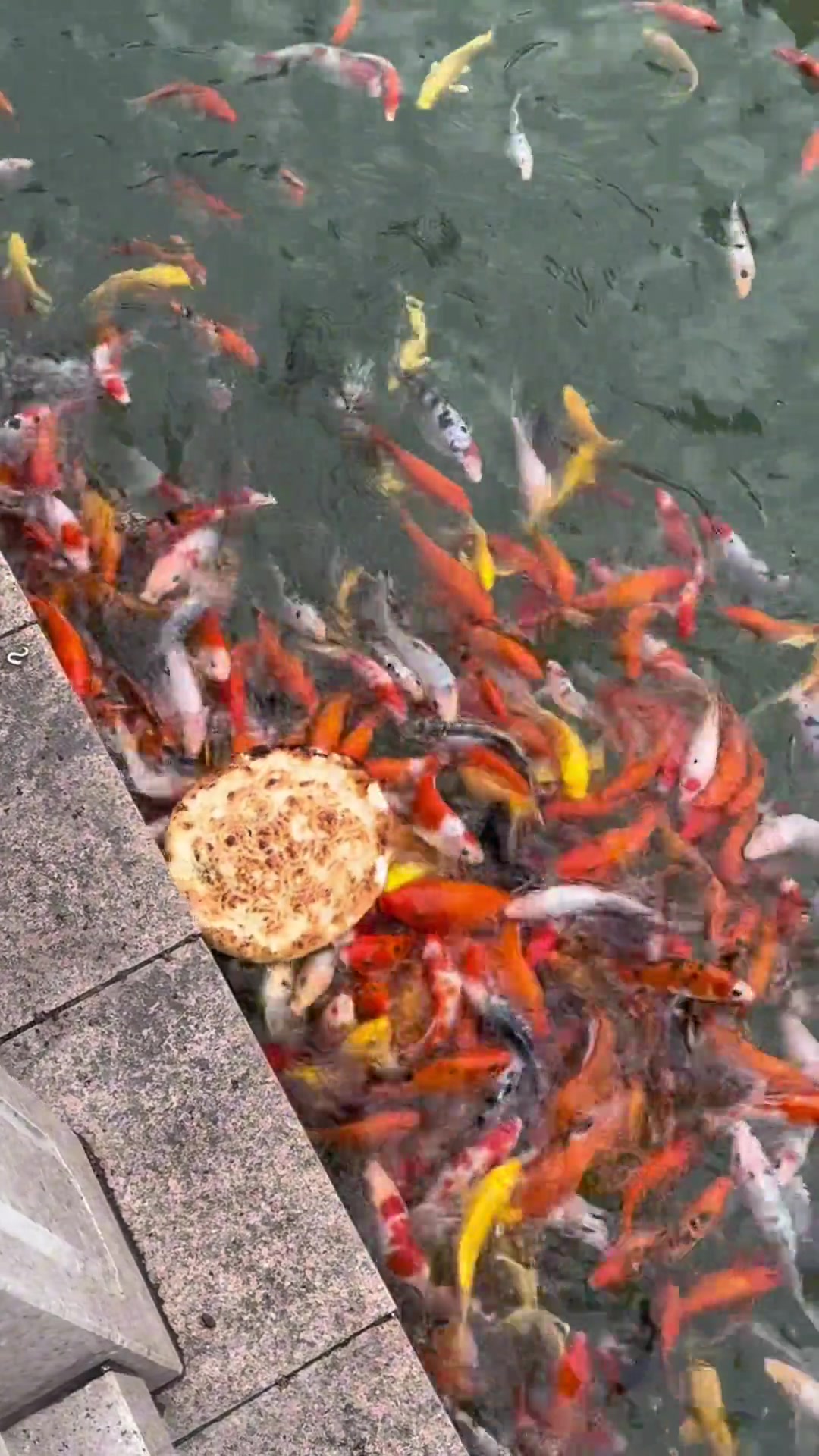 新疆鱼吃新疆馕