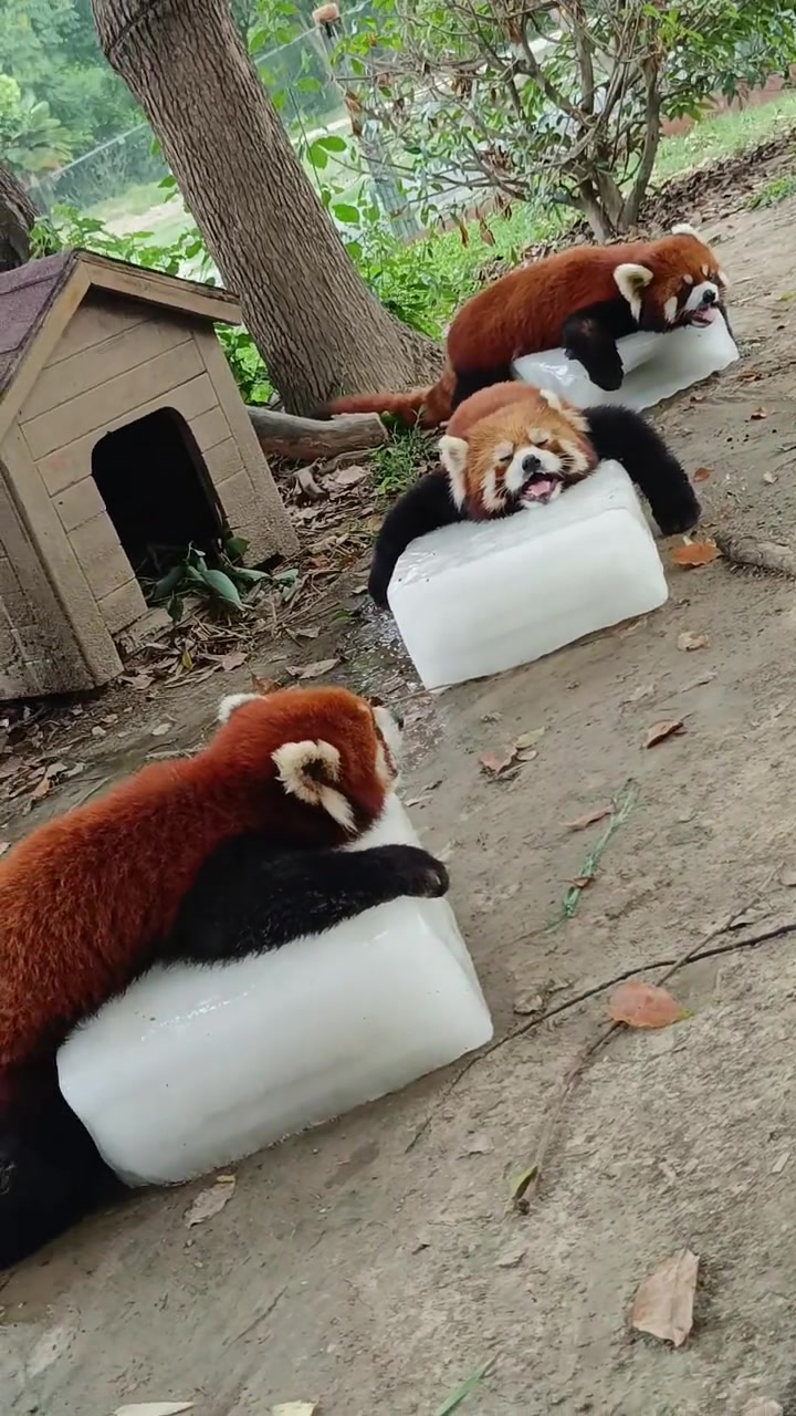 小熊猫萌到爆炸!