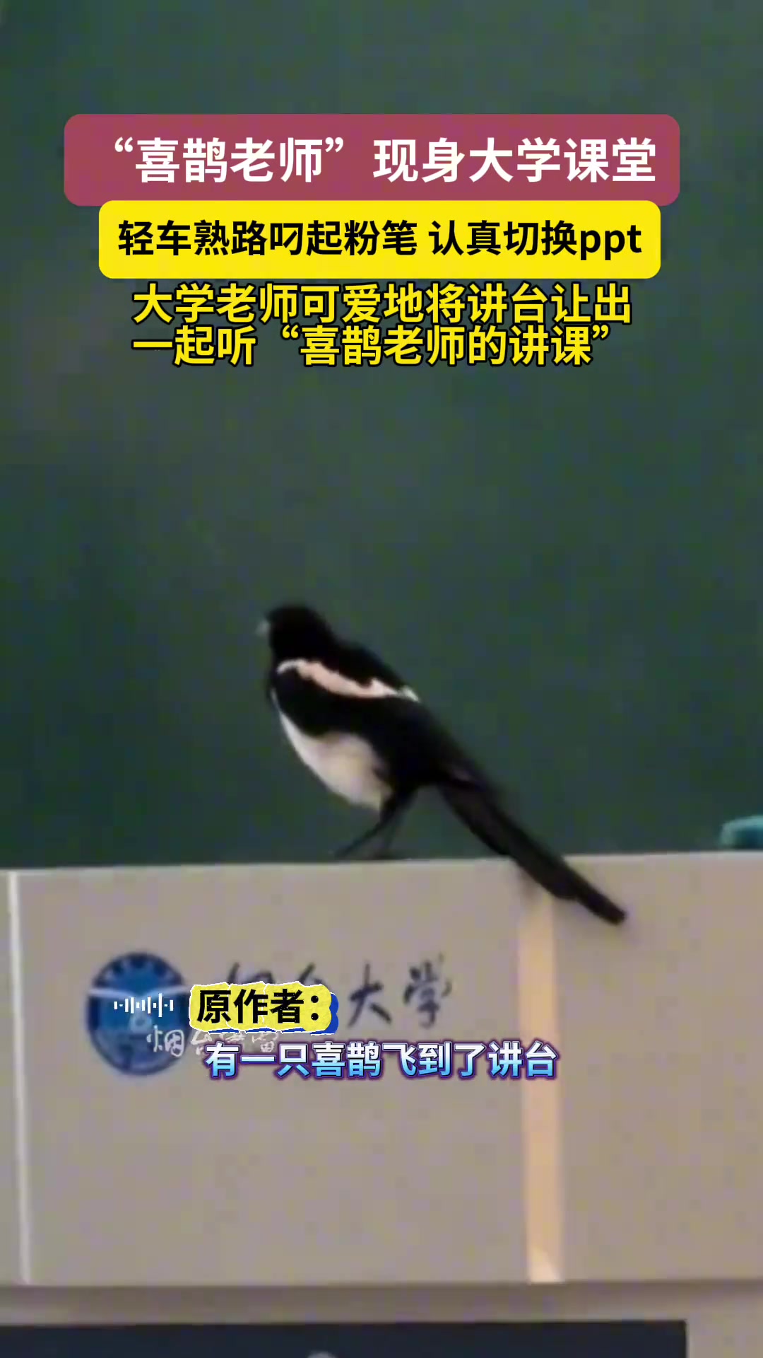 “喜鹊老师”现身大学课堂,轻车熟路叼起粉笔切换ppt!