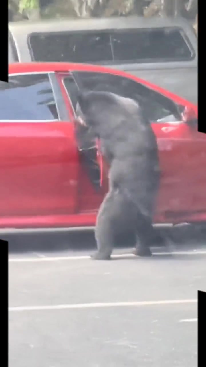 熊等下给小姐姐个惊喜