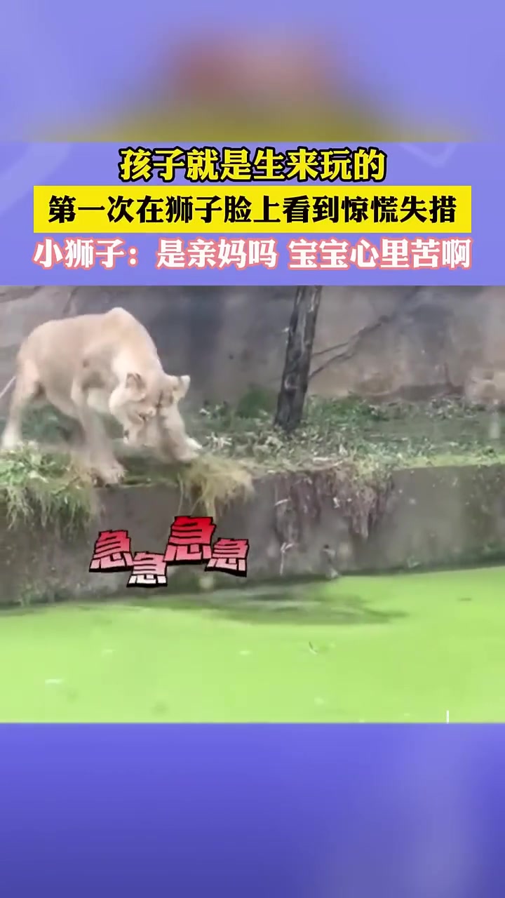 小狮子:妈,你还要我活吗