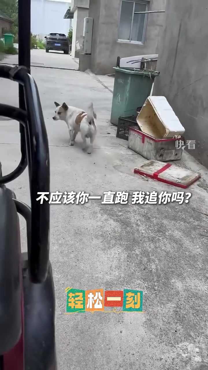狗在极度尴尬的情况下也会想找点事情做吗