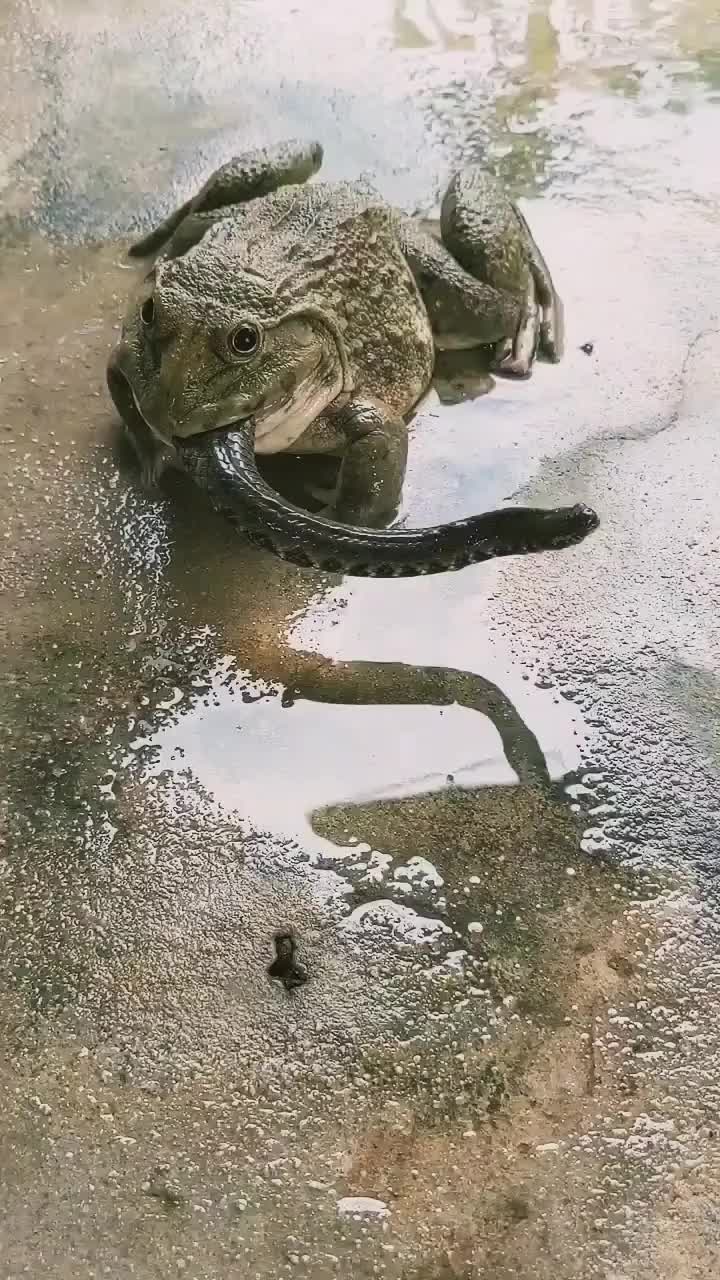 牛蛙竟然吞下蛇的下半身,谁才是胜者!!