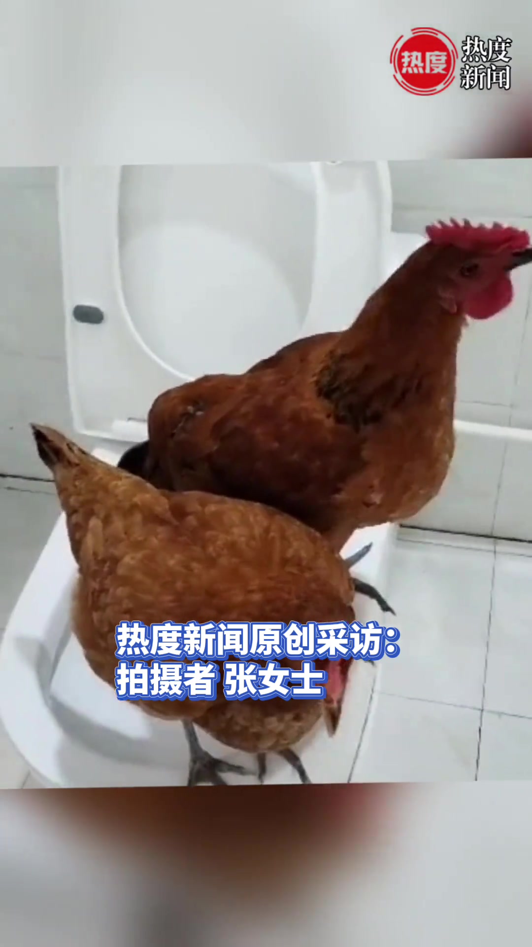 女子养两只鸡当宠物,居然训练会了定点上马桶