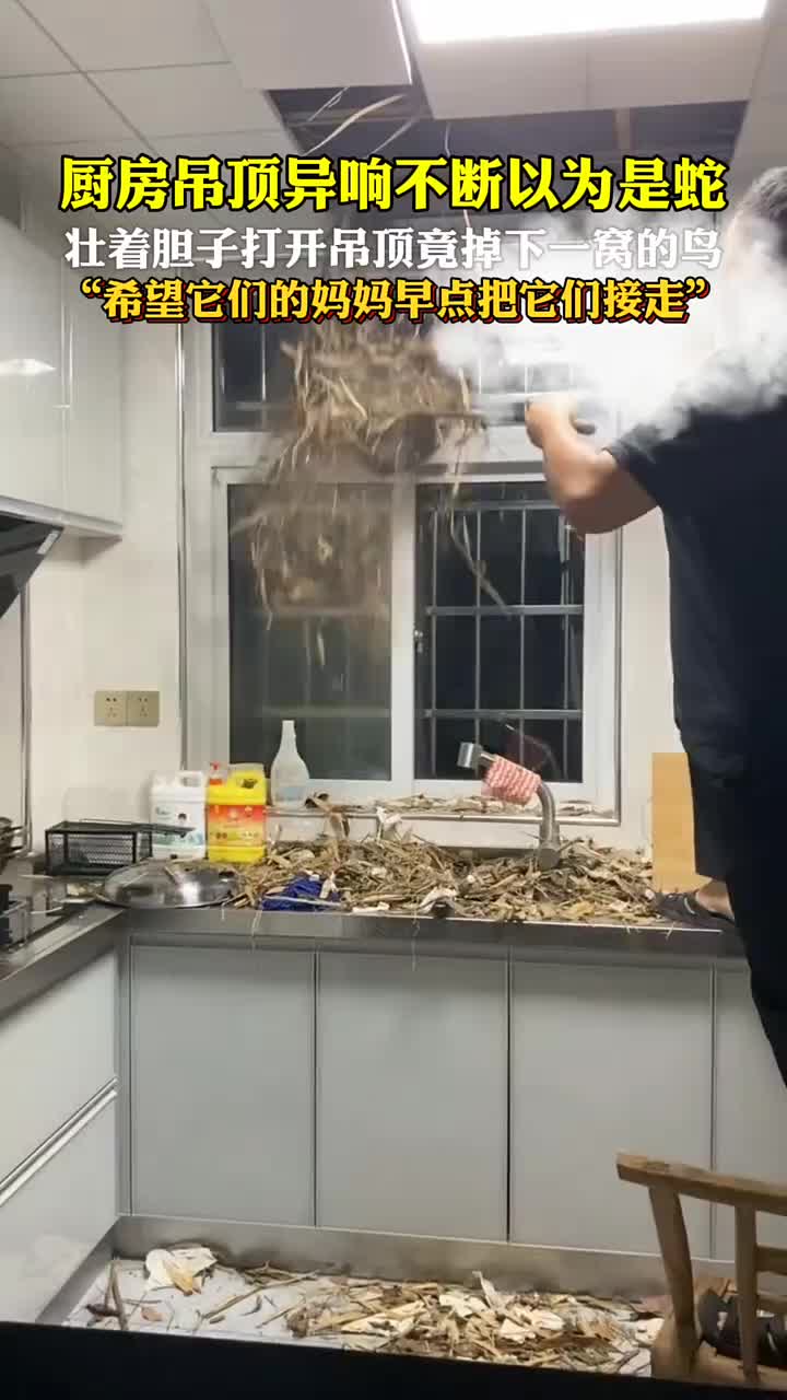 吊顶异响不断以为是蛇,壮着胆子打开吊顶竟掉下一窝的鸟!