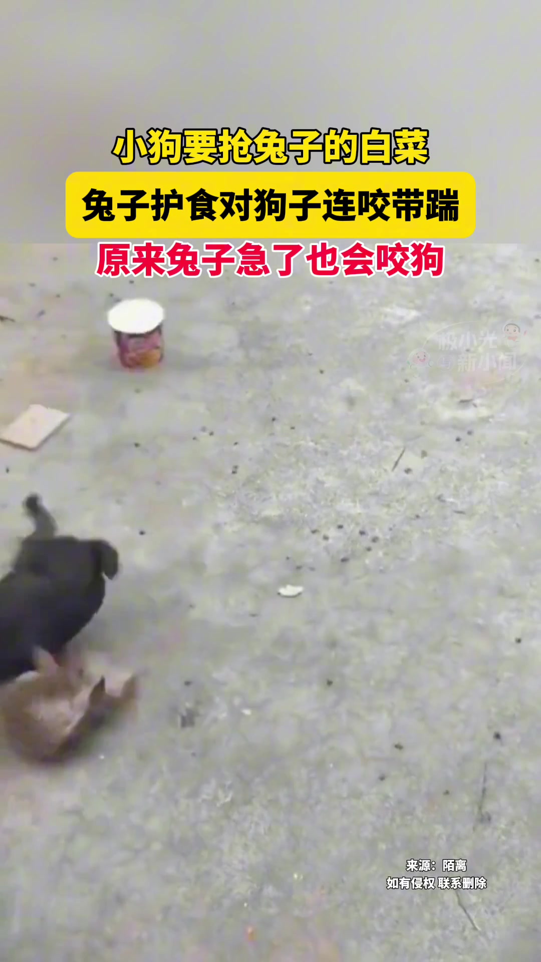 兔子急了也会咬狗