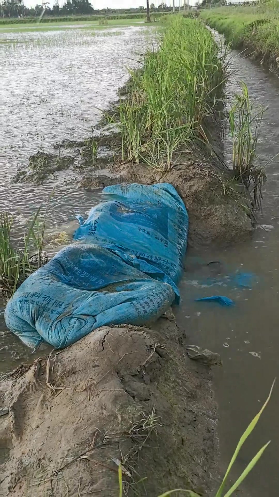 在水沟里好好的,跳到上面入局,水一干就死定了!