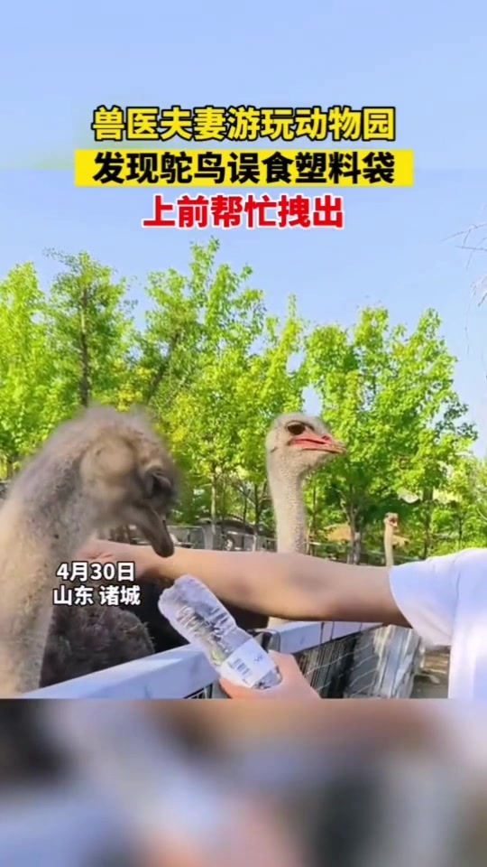 兽医夫妻游玩动物园发现鸵鸟误食塑料袋,上前帮忙拽出!