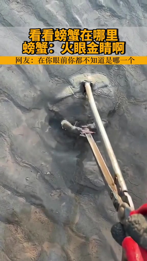 不懂就问!这是怎么知道螃蟹在哪的!