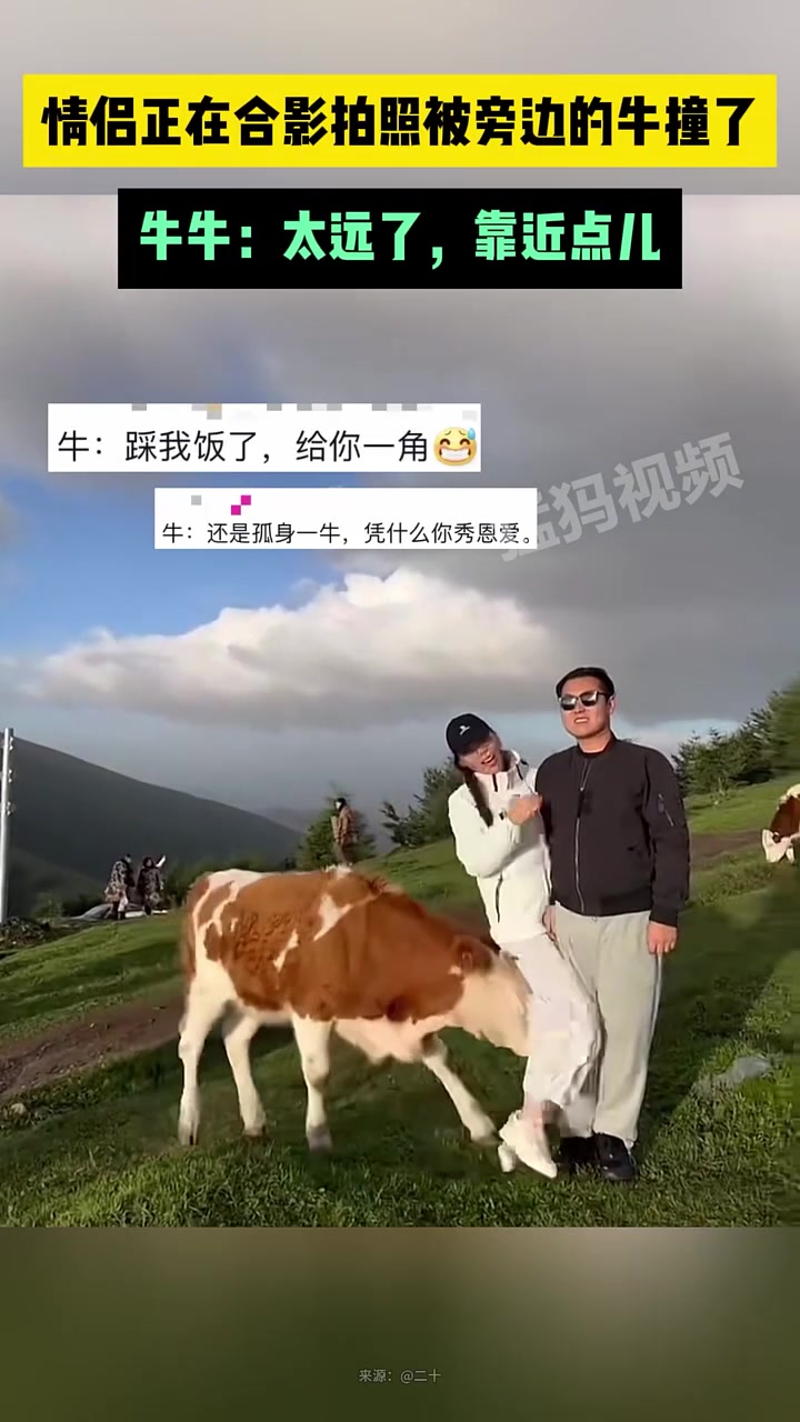 情侣正在合影拍照被旁边的牛撞了,牛:太远了,靠近点儿!