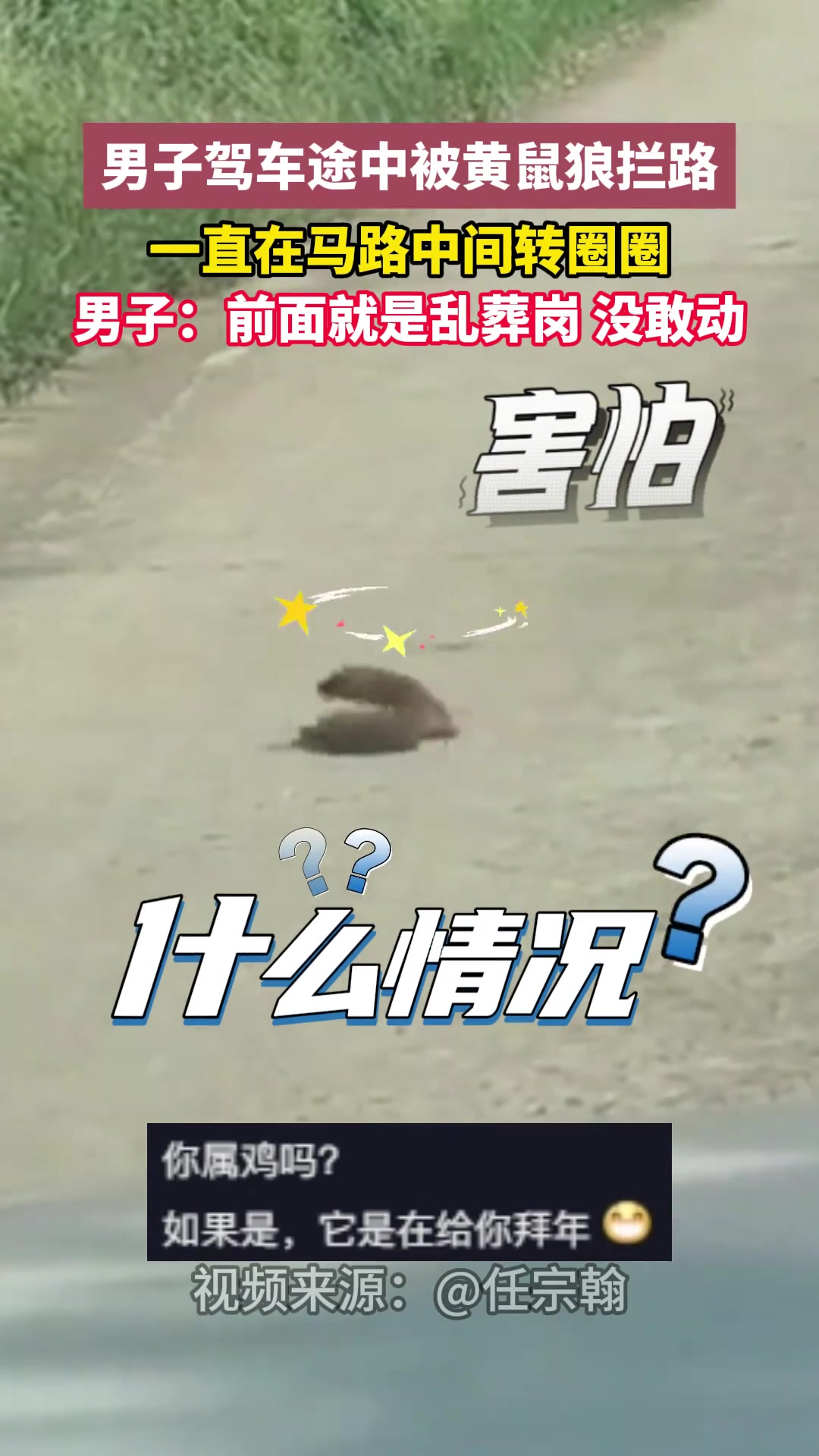 男子驾车途中被黄鼠狼拦路一直在马路中间转圈圈