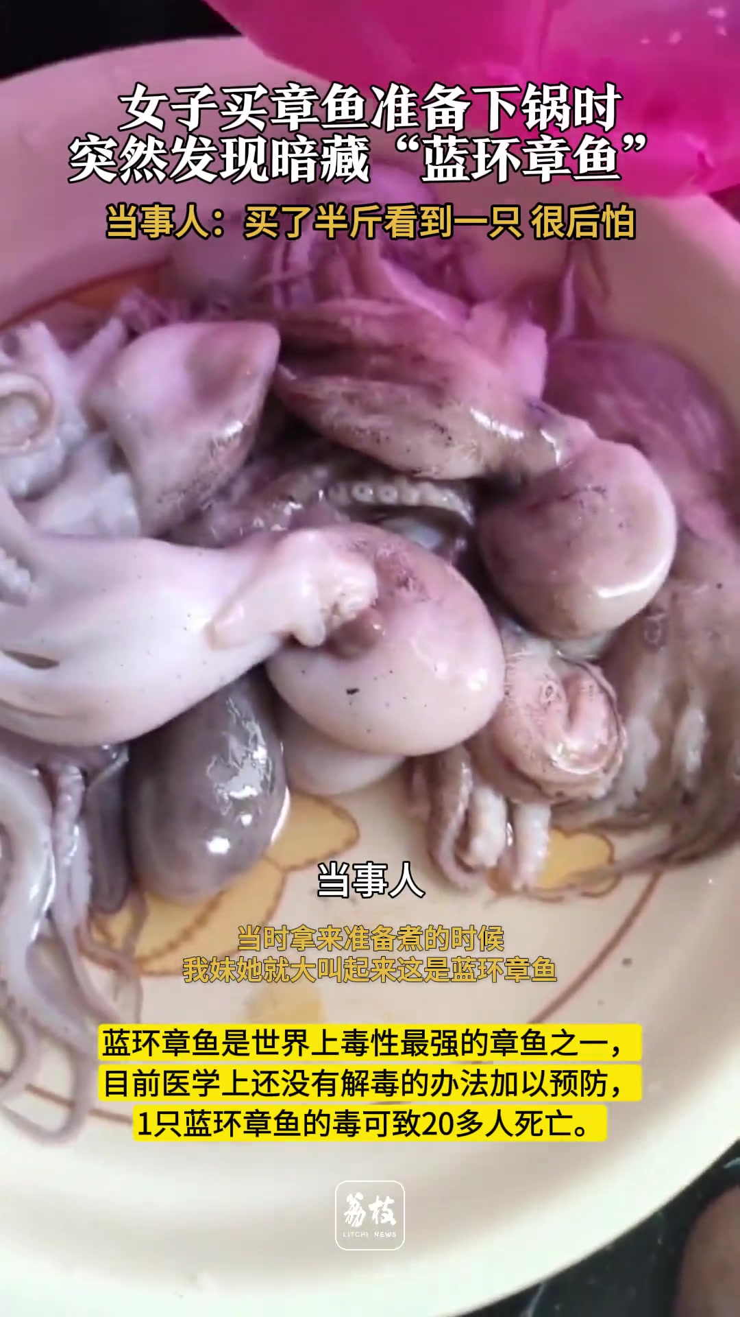 后怕!女子买章鱼准备下锅时突然发现暗藏“蓝环章鱼”