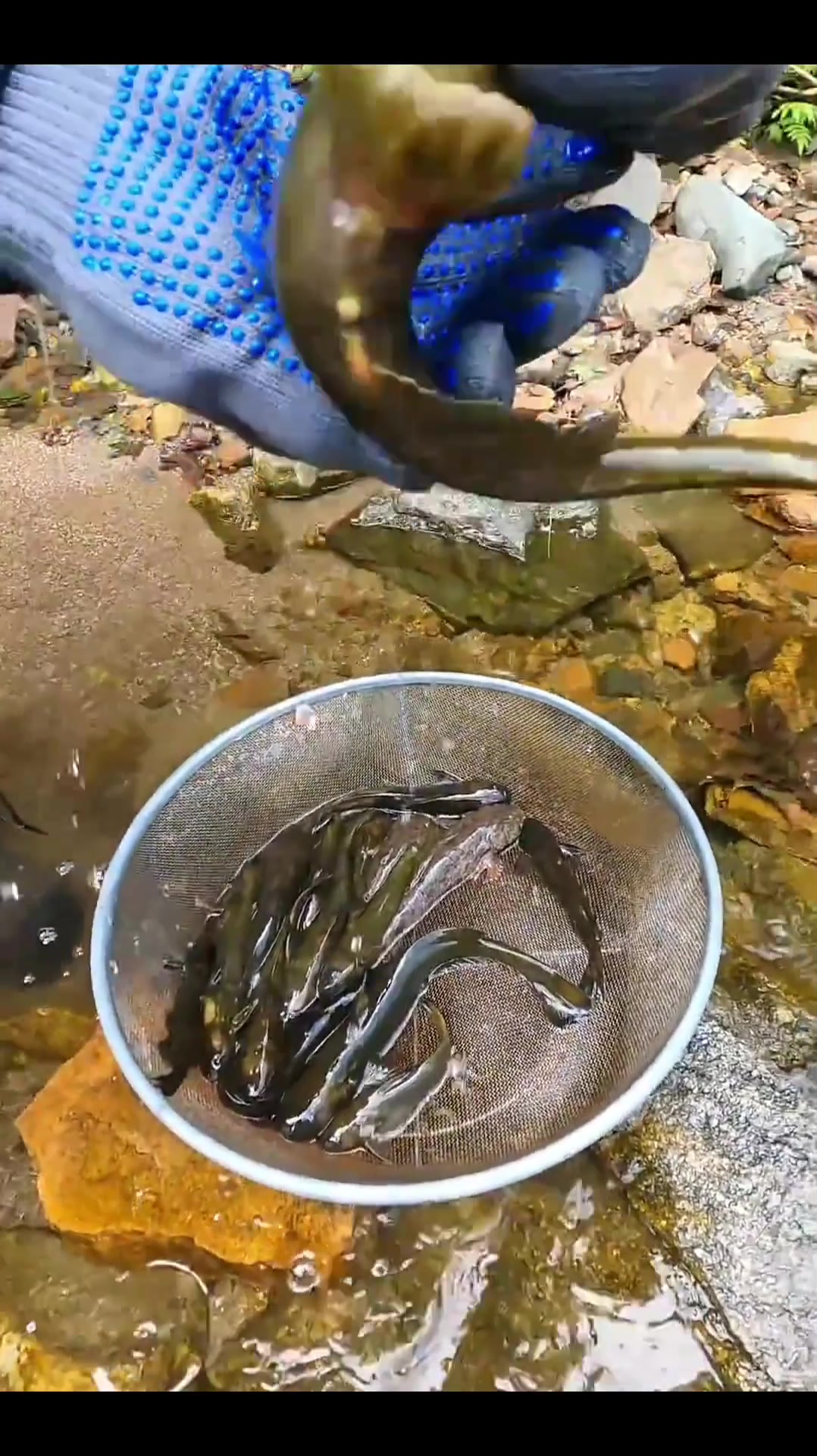各位钓鱼佬,这是啥鱼啊