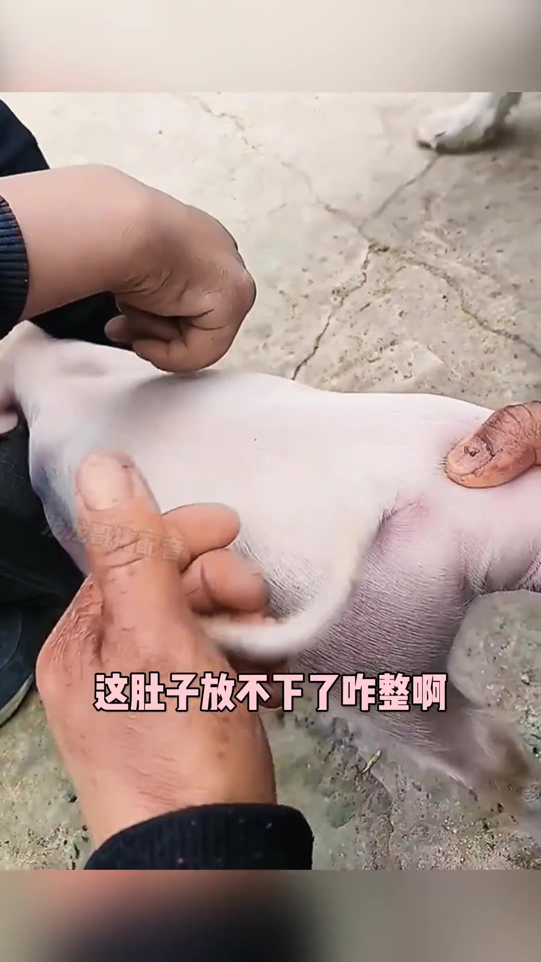 只吃不吐这个小猪为啥没有腚眼呀