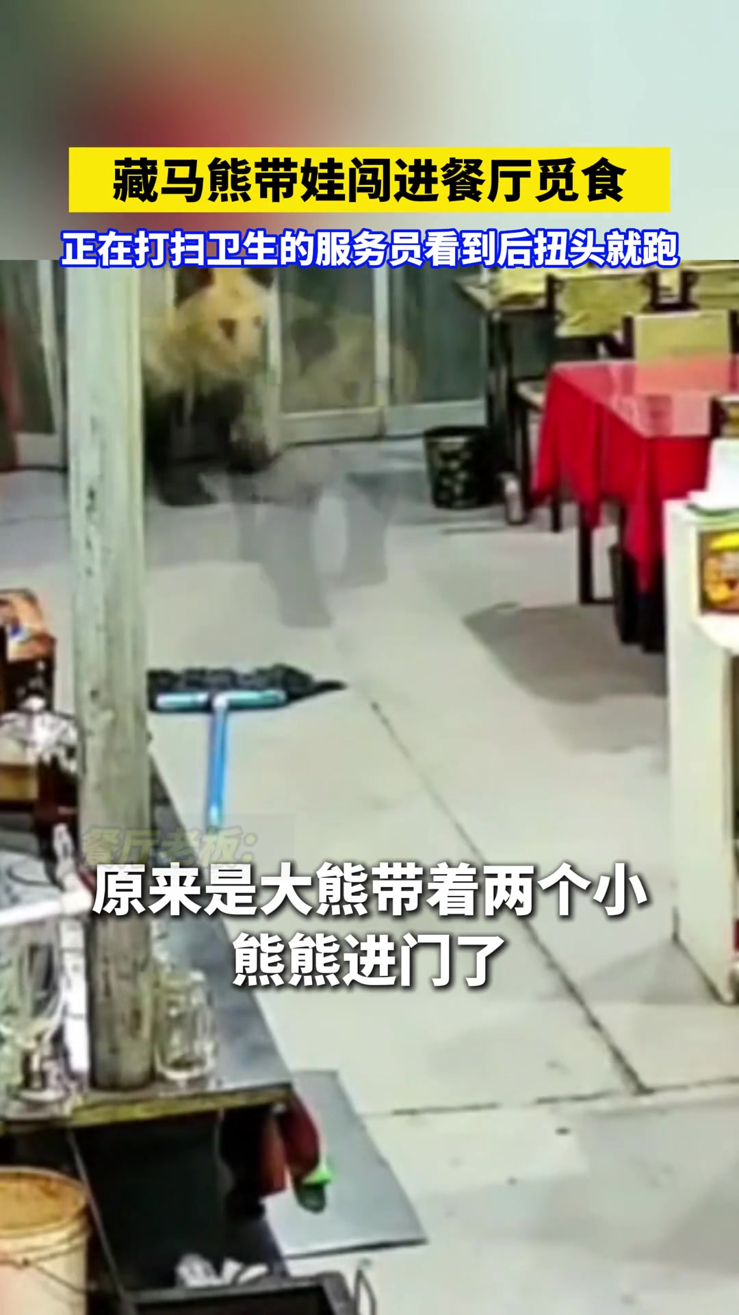 藏马熊带娃闯进餐厅觅食正在打扫卫生的服务员看到后扭头就跑