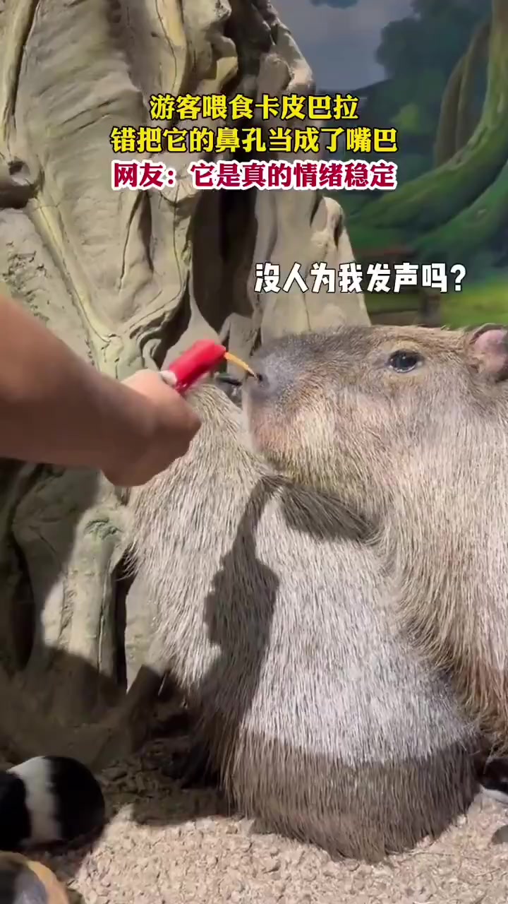 情绪也太稳定了!游客喂食卡皮巴拉,错把它的鼻孔当成了嘴巴!