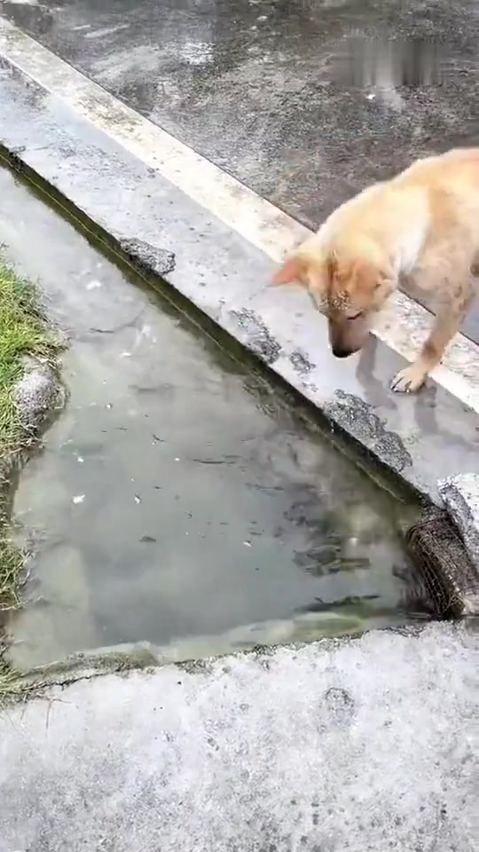 钓鱼佬:开个价吧,这条旺财今天我要定了!