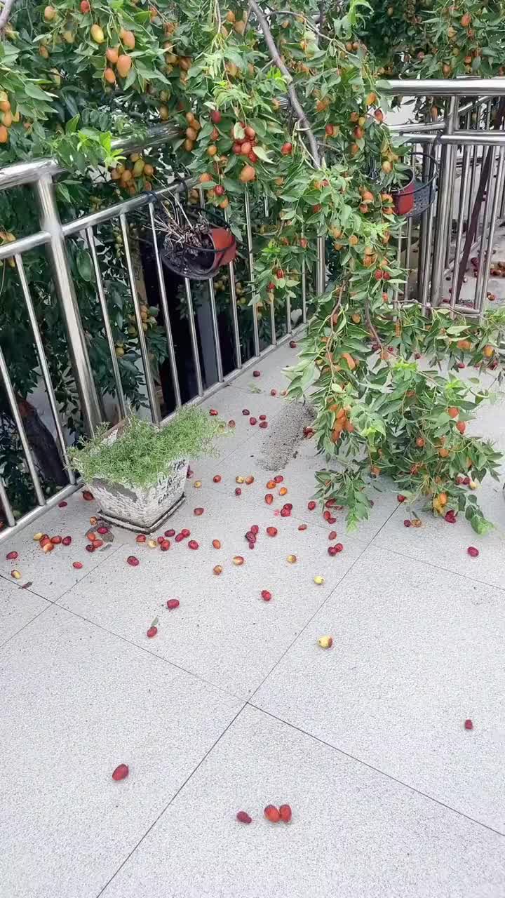 这些枣子要不要洗个澡啊